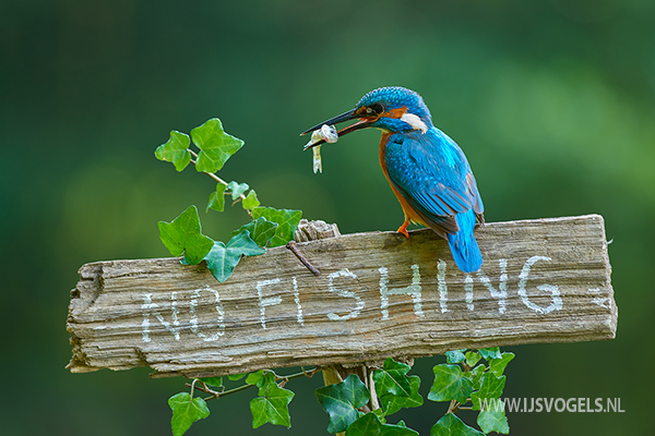no fishing