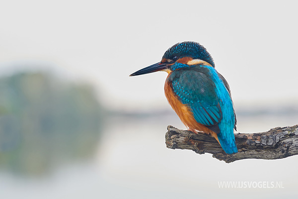 ijsvogel rust